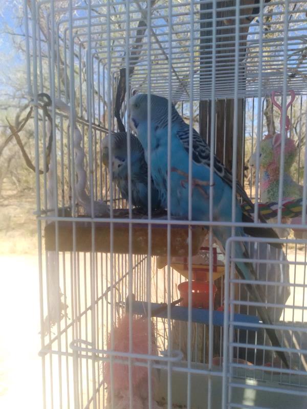/Images/uploads/Albuquerque Publishing Company/abqjournalpetcontest_finalround2023/entries/25608thumb.jpg